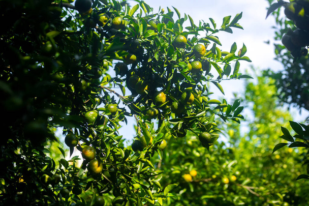 Половина стиглих цитрусових (англ. Half riped citrus fruit) висить на дереві
. - Фото, зображення