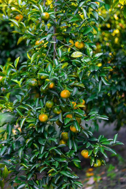 太陽の下で木にぶら下がっている多くの半熟した柑橘類(みかん). - 写真・画像