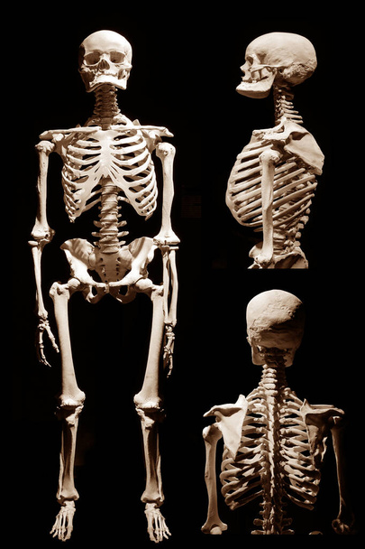 Ihmisen luuranko anatominen kuolema abstrakti isloated  - Valokuva, kuva