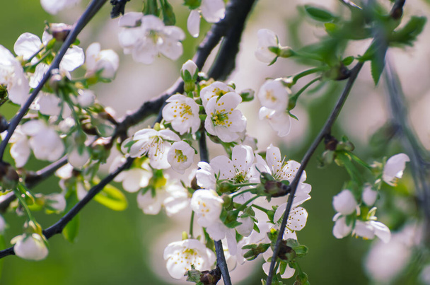 Cherry flowers frame - Foto, immagini