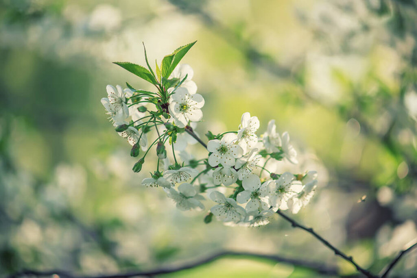 Cornice fiori di ciliegio - Foto, immagini