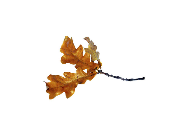Image of oak leaves on a white background - Foto, afbeelding