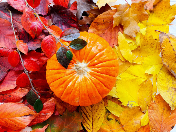Тыква и осень яркие красочные листья. Падение на землю. Хэллоуин, вид сверху - Фото, изображение