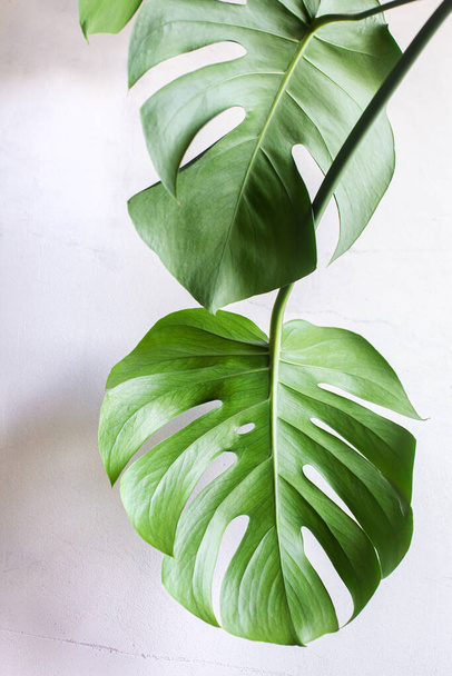 Carved leaves of a beautiful monstera flower on the background of a concrete wall. Home garden. Monstera deliciosa, tropical leaves, trend. Eco-friendly home concept. High contrast, light and shadow.  - Φωτογραφία, εικόνα