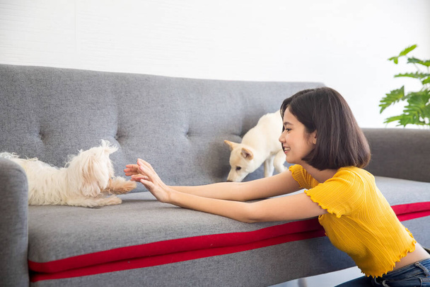 An Asian woman playing with two white dogs on a gray sofa. - Photo, Image