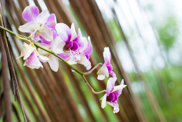 fialové tropické orchideje květ - Fotografie, Obrázek