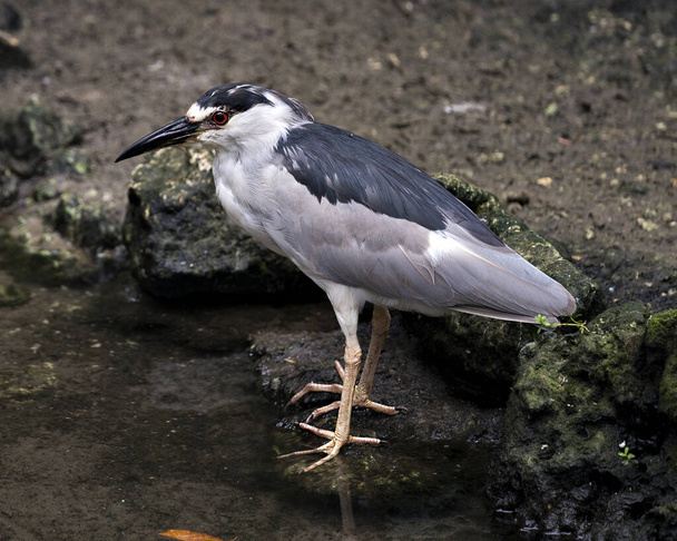 Black crowned Night-heron adult bird closeup by the water and displaying its body, plumage, head, beak, eye, feet and enjoying its habitat and environment. - Foto, afbeelding