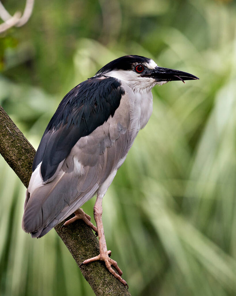 Black crowned Night-heron adult bird closeup perched and displaying blue and white feather plumage, head, beak, eye, and enjoying its surrounding and environment with a green blur background. - Foto, Imagen