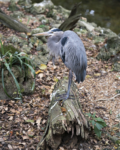 Blue Heron close-up profile view standing on ground by the water with a water background, displaying blue feathers plumage, beak, feet, eye, in its environment and habitat. - Fotó, kép