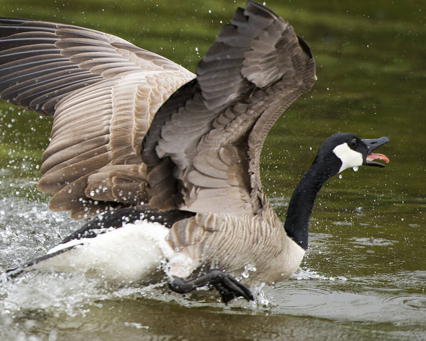 Канадские гуси снимают воду с распростертыми крыльями и наслаждаются окружающей средой и средой обитания. - Фото, изображение