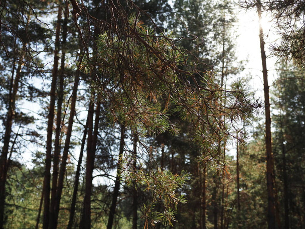 Background of closeup of pine tree forest. - Zdjęcie, obraz