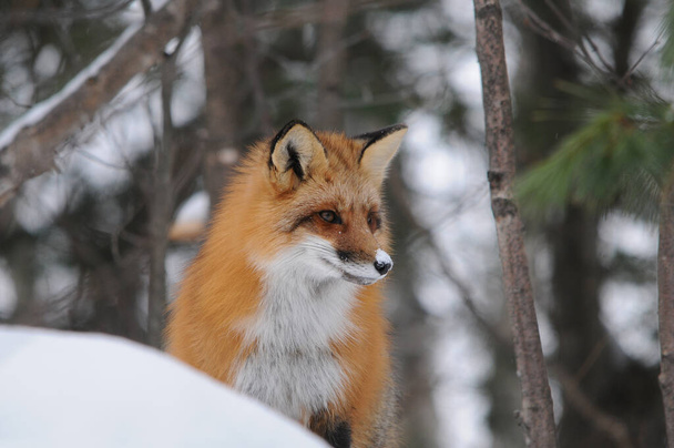 Fox Red Fox в лісі в зимовий сезон насолоджується своїм середовищем існування і оточує його тіло, голову, очі, вуха, ніс. Фокс фото. Портрет Фокса. Фокс зображення. - Фото, зображення
