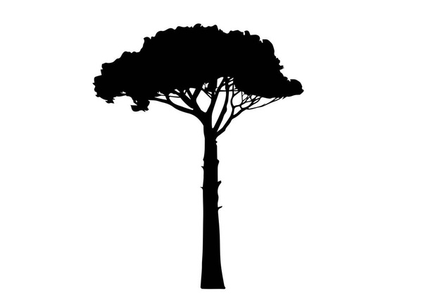 Mänty, Pinus Pinaster Välimeren alueen kasvi, valkealla pohjalla eristetty vektori  - Vektori, kuva