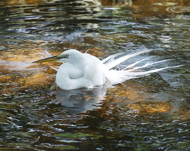 Gran garra blanca en el agua con un reflejo que muestra plumaje de pluma blanca, cuerpo, ala extendida esponjosa, cabeza, ojo, cuello, piernas largas, en su entorno y hábitat. - Foto, imagen