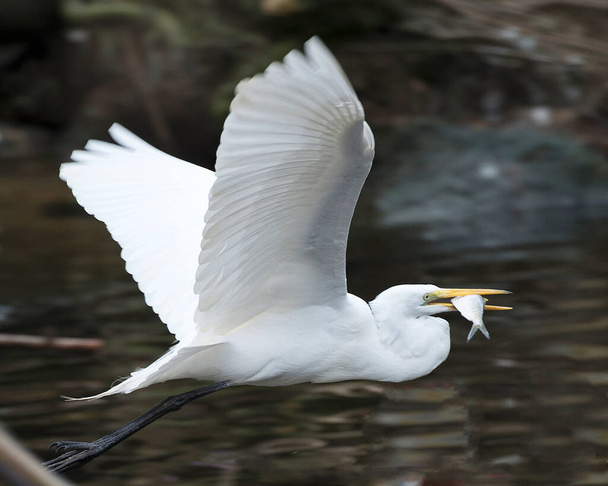 白い羽の羽、体、翼を広げ、頭、目、首、長い黒い脚、環境と生息地の白い色を示す水の上にくちばしで魚と一緒に飛ぶグレートホワイトサギ. - 写真・画像