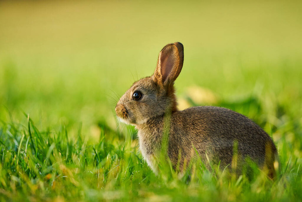 Çimlerin arasına saklanmış şirin bir tavşan. Doğadan vahşi yaşam sahnesi. Doğadaki hayvanlar, çayırdaki yaşam..                                              - Fotoğraf, Görsel