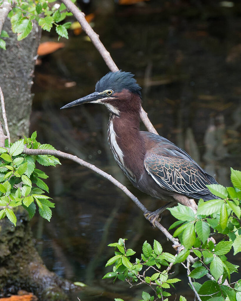 Green Heron perched on a branch displaying spread wings, green blue feathers plumage, body, beak, head, eye, feet with a blur background in its environment and habitat. - Valokuva, kuva