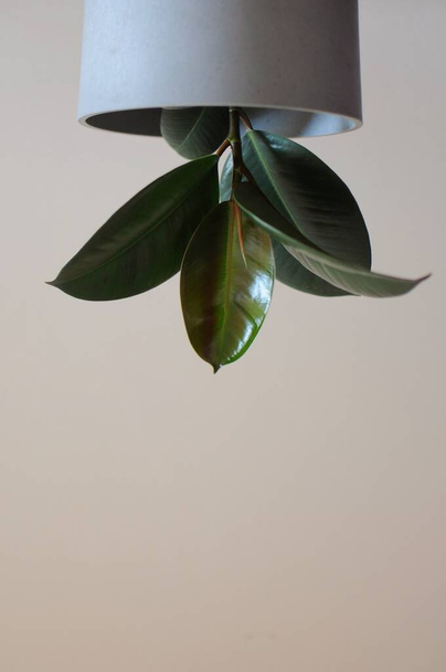 Upside down Ficus Elastica. Minimal creative home decor concept of houseplant. - Photo, Image