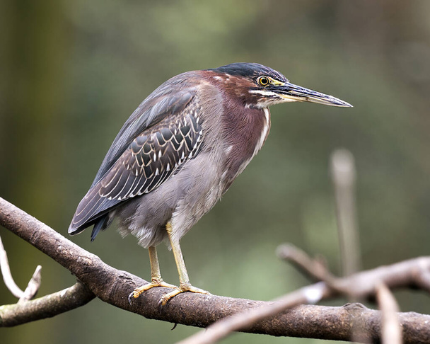 Green Heron perched on a branch displaying blue feathers, body, beak, head, eye, feet with a blur background in its environment and habitat. - Fotó, kép