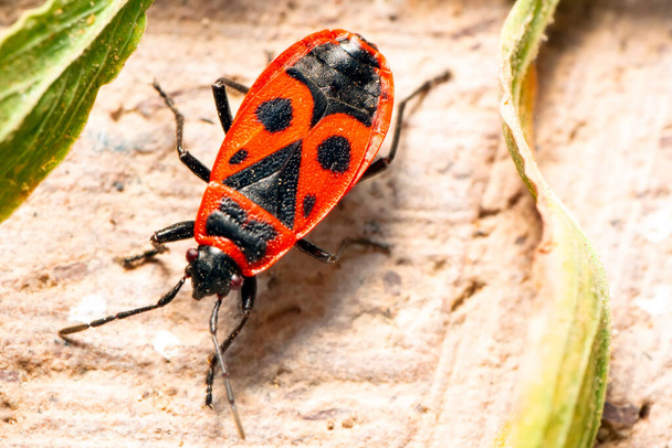 Close up belo inseto vermelho no jardim - Foto, Imagem