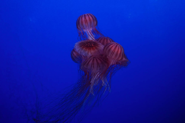 青い背景の日本のウミガメのクラゲ ロイヤリティフリー写真 画像素材