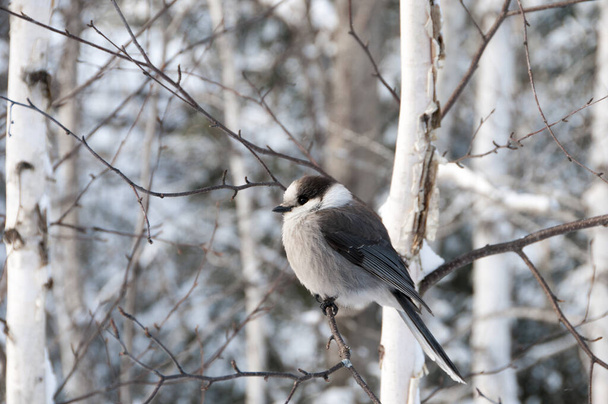 Gray Jay op een boomtak met pluizige veren vleugels, lichaam, hoofd, oog, snavel, staart, met een wazige achtergrond in zijn habitat en omgeving in het winterseizoen. - Foto, afbeelding