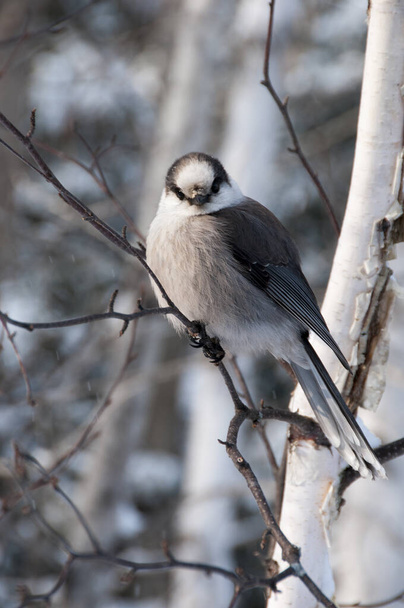 灰色のジェイクローズアッププロフィールビューは、ふわふわの羽の羽の羽の羽、体、頭、目、くちばし、尾、冬の季節にその周囲と環境をぼかす背景と羽を表示します。. - 写真・画像