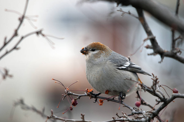 Grosgaga yakından profil görüntüsü, kış mevsiminde bulanık bir arka plana sahip kuş tüyü kanatları, gövde, kafa, gaga, göz ve ayakları gösteren bir dala tünemişti. Grosgaga resmi. - Fotoğraf, Görsel