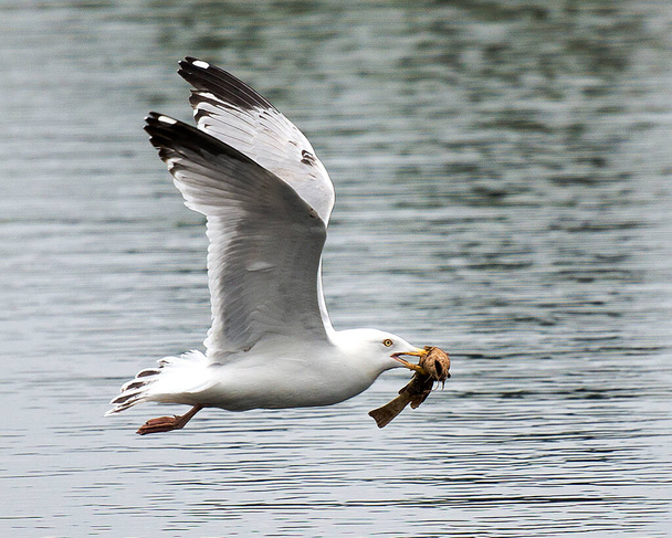 Merilokki lähikuva näkymä lentää veden yli kala sen nokka, jossa on levinnyt siivet, valkoinen sulka plumage vedellä tausta ympäristössään ja elinympäristössään.  - Valokuva, kuva