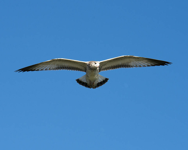 Gabbiano marino che vola con un cielo azzurro sullo sfondo mostrando ali spiegate, corpo, testa, becco, occhio, piumaggio bianco nel suo ambiente e habitat. - Foto, immagini