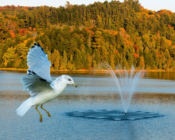 Vista del perfil de la gaviota volando sobre el agua en la temporada de otoño con un fondo de árbol multicolor que muestra alas extendidas, plumaje de plumas blancas, cabeza, pico, ojo, pies, en su entorno. - Foto, imagen