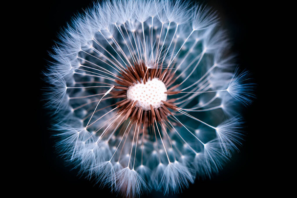 Dandelion seeds close up blowing in green background - Photo, Image
