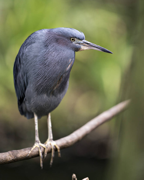 Little Blue Heron close-up προβολή προφίλ σκαρφαλωμένο σε ένα κλαδί που εμφανίζει μπλε φτερά φτέρωμα φτερά, το σώμα, το κεφάλι, ράμφος, μάτι, φτέρωμα, τα πόδια στο περιβάλλον και το περιβάλλον του. - Φωτογραφία, εικόνα