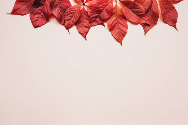 Vörös őszi levelek rózsaszín háttérrel. Van egy fénymásolási hely az alján.. - Fotó, kép