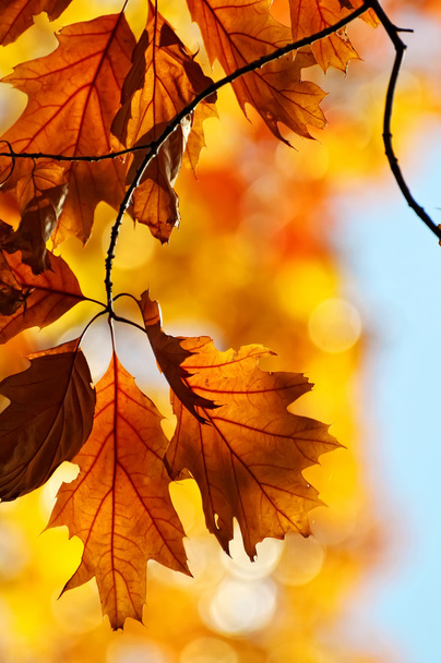 Color leaves - Foto, Imagem