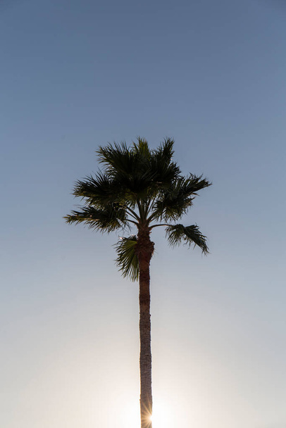 palmera, parte superior del tronco y hojas contra el cielo azul, en la parte inferior podemos ver un reflejo del sol - Foto, imagen