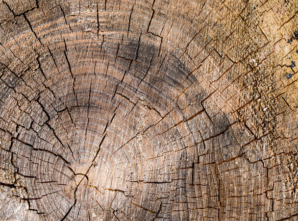 Texture bois du tronc d'arbre coupé - Photo, image