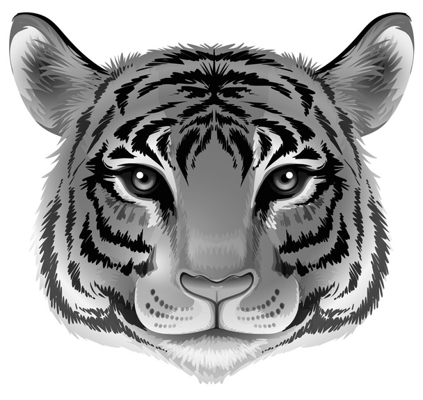Голова тигра в сірому кольорі
 - Вектор, зображення
