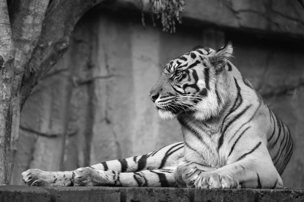 Брисбен, Австралия - 23 марта 2020 года: Черно-белое изображение тигра, покоящегося в своем комплексе в парке дикой природы близ Брисбена, Австралия. - Фото, изображение