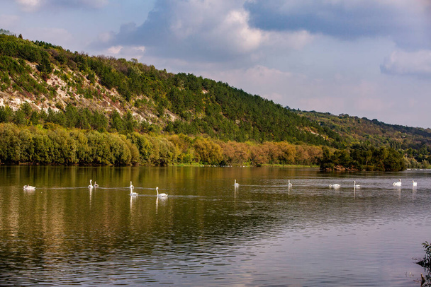 Très beaux cygnes blancs flottant dans le lac, moment paisible. Nature sauvage avec des oiseaux. - Photo, image