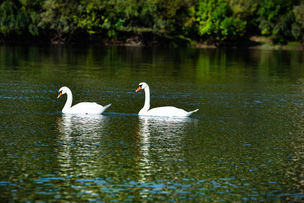 Zeer mooie witte zwanen drijvend in het meer, rustig moment. Wilde natuur met vogels. - Foto, afbeelding