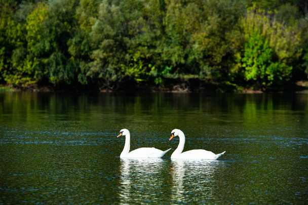 Πολύ όμορφοι λευκοί κύκνοι επιπλέουν στη λίμνη, γαλήνια στιγμή. Άγρια φύση με πουλιά. - Φωτογραφία, εικόνα