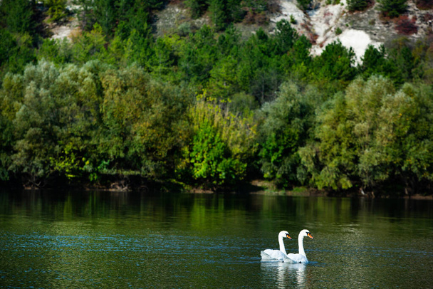 Cisnes blancos muy hermosos flotando en el lago, momento de paz. Naturaleza salvaje con aves. - Foto, Imagen