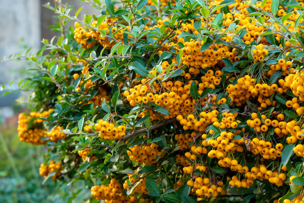Пираканта или огненный шип с ярко-желтыми ягодами или помётами осенью - Фото, изображение