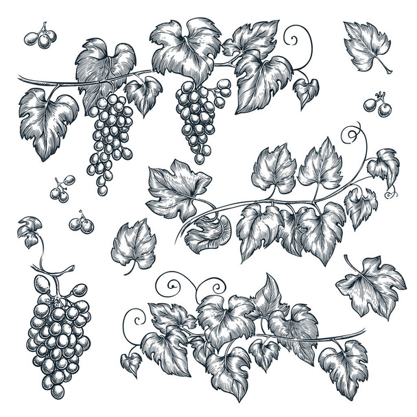 Druiven wijnstok schets vector illustratie. Handgetekende geïsoleerde ontwerpelementen. - Vector, afbeelding
