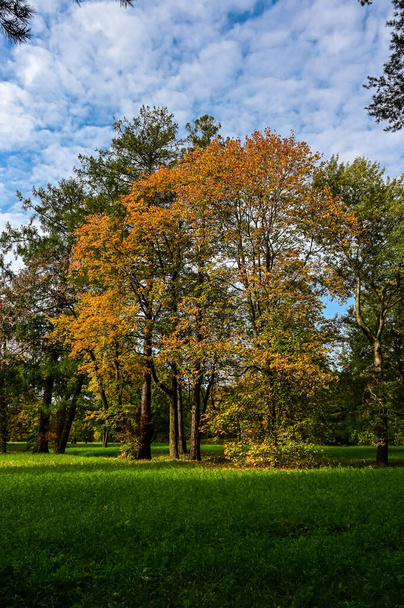 Majestuoso bosque particolor con vigas soleadas. Parque natural. Escena dramática inusual. Hojas de otoño rojas y amarillas. Mundo de belleza. - Foto, imagen