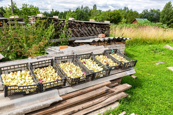 Freshly dug organic onion drying in the boxes at the outdoors - Photo, Image