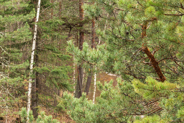 beautiful,natural, green coniferous trees in the taiga, forest - Photo, Image