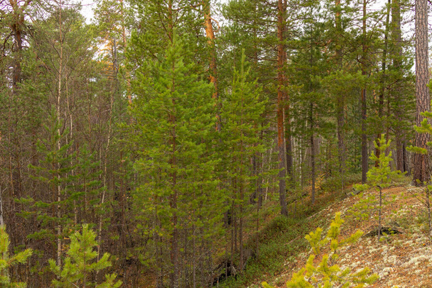 beautiful,natural, green coniferous trees in the taiga, forest - Photo, Image