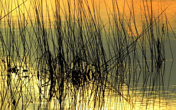 Zlatý západ slunce vodní plevel a odraz - Fotografie, Obrázek